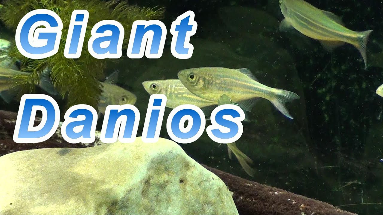 Large School of Giant Danios