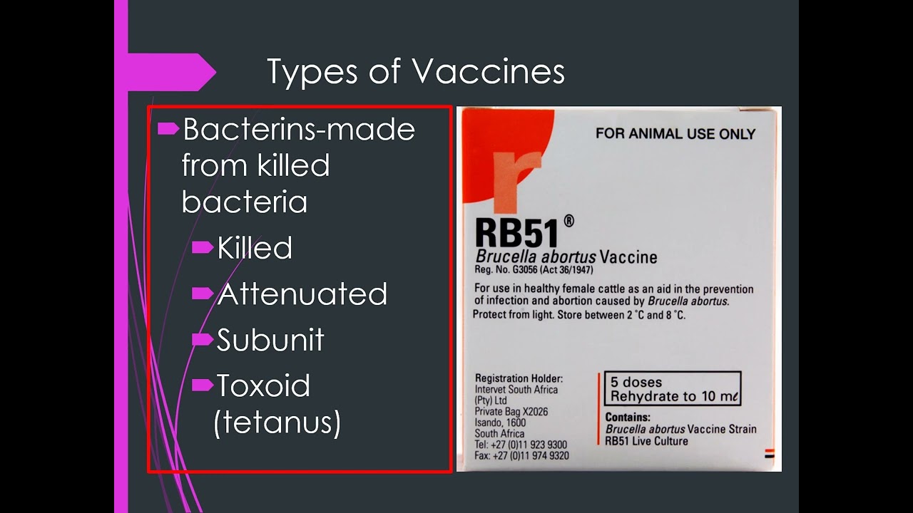 An introduction to vaccines for veterinary technicians