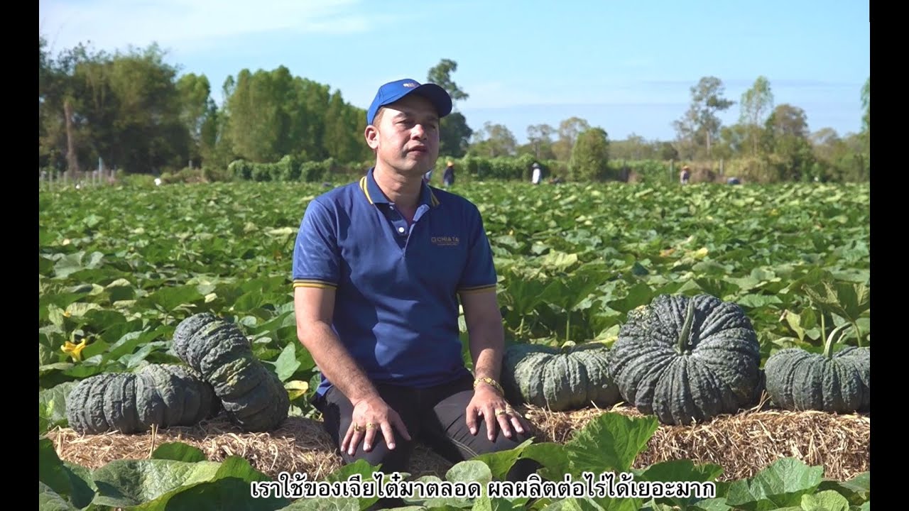 เส้นทางฟักทองเงินล้าน ปลูกฟักทองยังไงให้ได้เกรดเอ - เมล็ดพันธุ์เจียไต๋