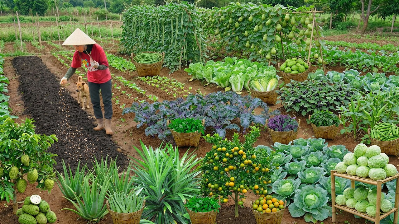 Harvest Yardlong Beans, Napa Cabbage... To Sell At The Market – Cook With Them, Grow More Vegetables
