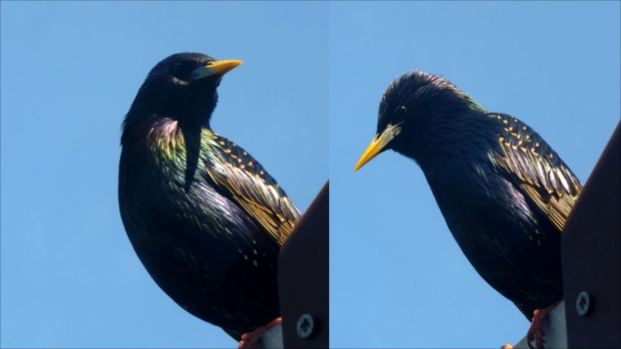 Starling   nesting time