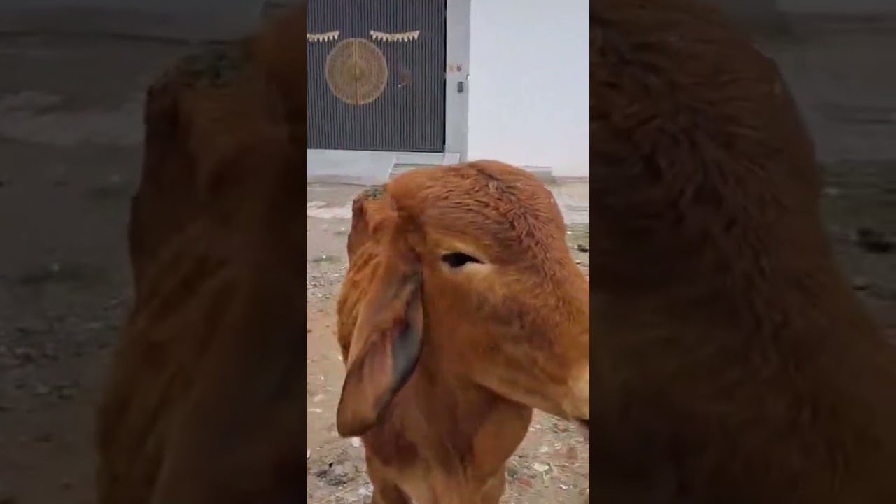 1 2 3 start 🥳😃#babycow #gausewa #gaumata #animals #trending #viral #shorts #bhakti #mahadev #bull