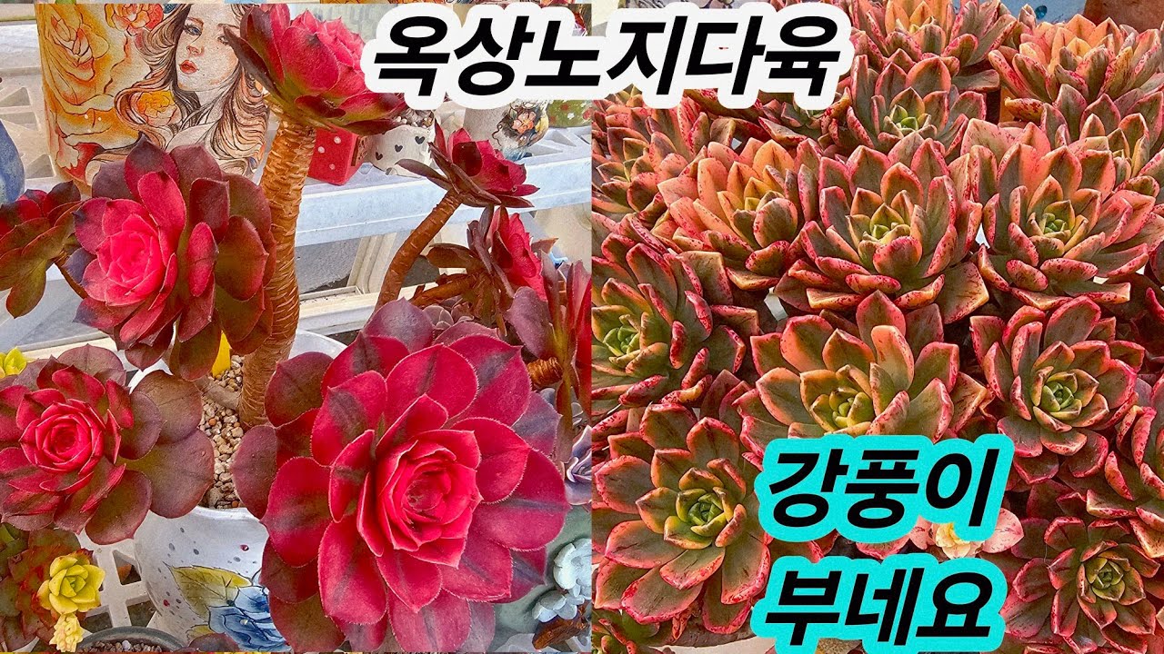#미미네옥상다육소식🌸#며칠만에 소식 전하는데 강풍이 불어서 무섭네요😆하우스안에는 꽃이 피는데 겨울이 가기싫은가봐여😂26.2.25/korean succulents plants 💖 