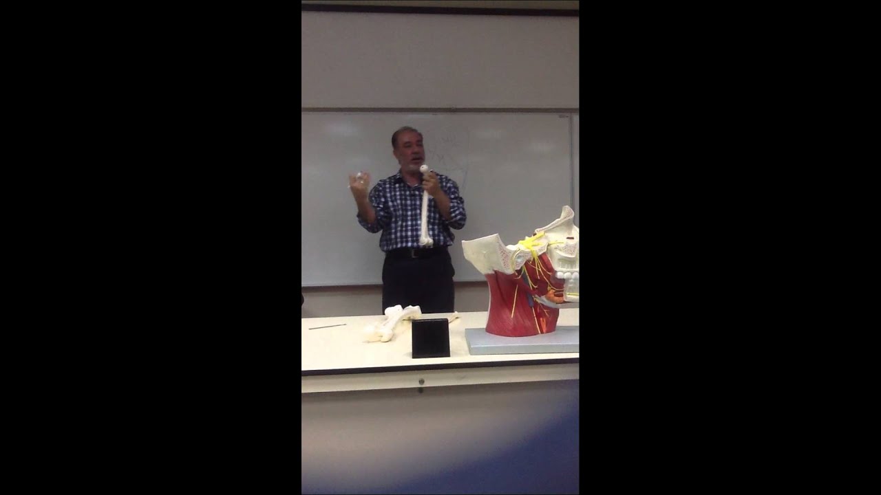 Anatomy [Revision for OSPE] DrA.Alshahat.Part-2[Omar]