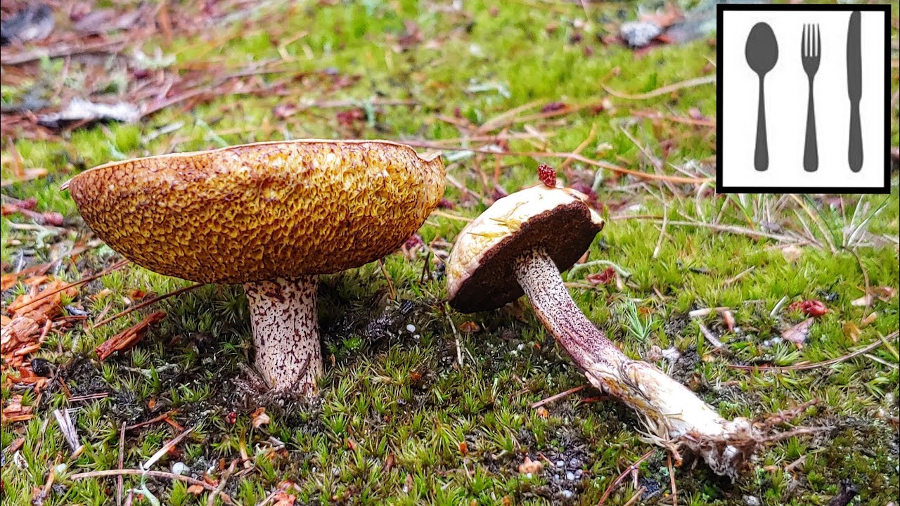 Maślak wejmutkowy&nbsp;(Suillus placidus) Śląsk