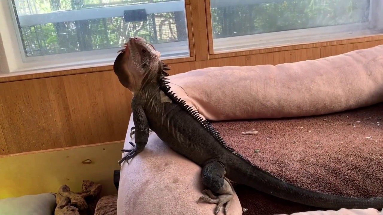Just another Bobbing Video of Don Juan, Iguana Delicatissima, Lesser Antillean iguana