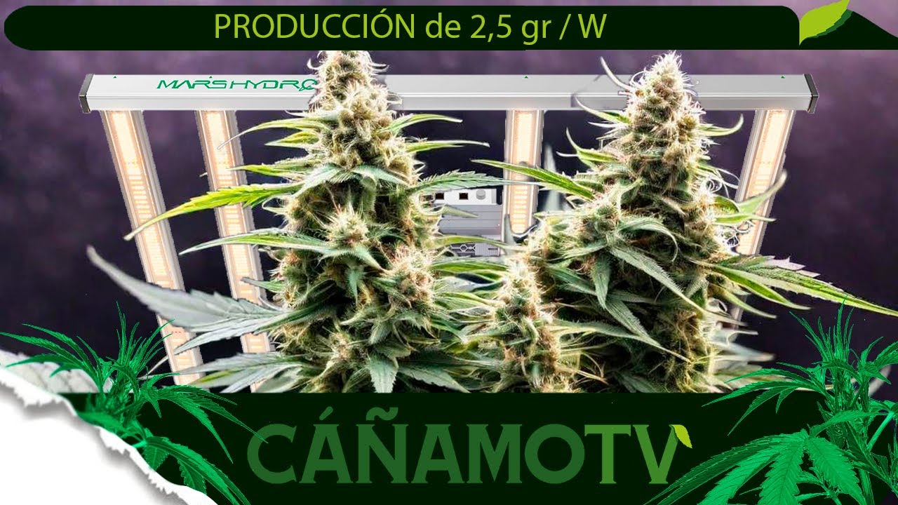 C&Oacute;MO CONSEGUIR una producci&oacute;n de 2.5 gr/W con un PRESUPUESTO LIMITADO 💡 Mars Hydro FC-E4800