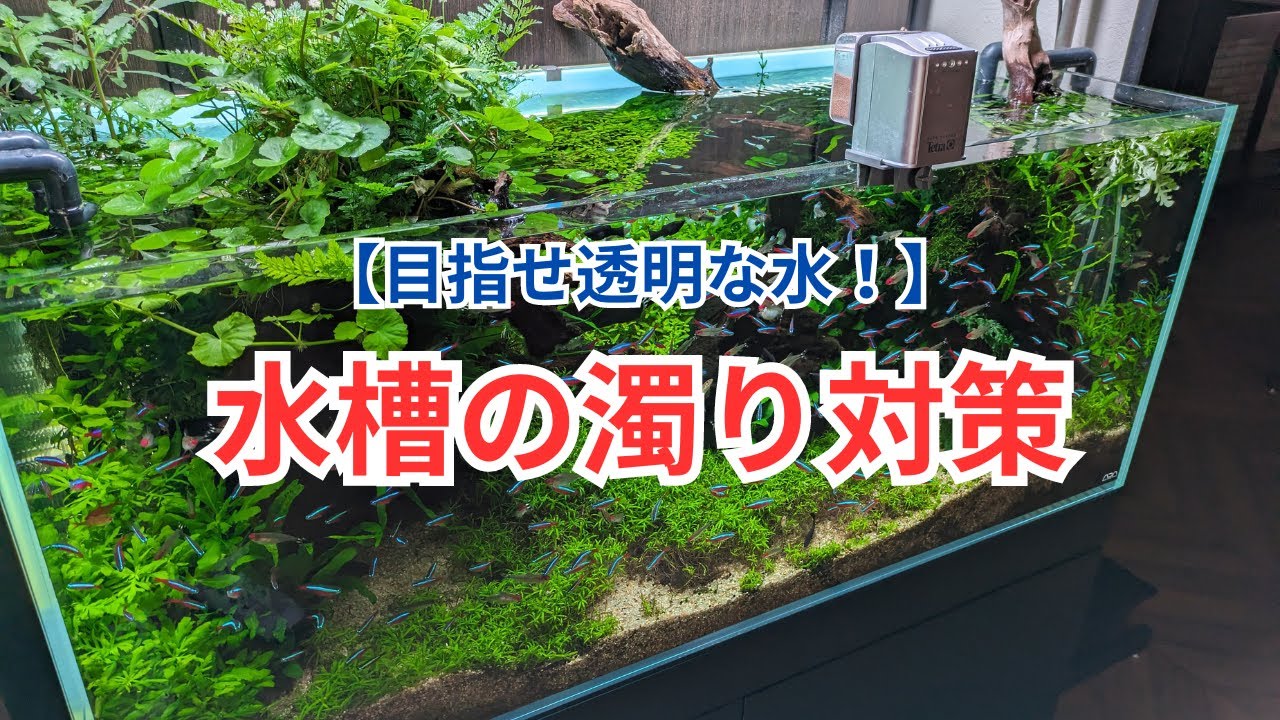 水槽が濁る6つの原因と対処方法