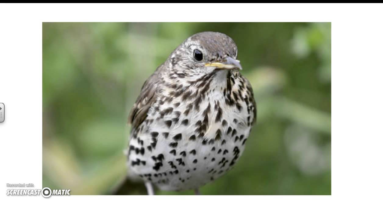 The Darkling Thrush by Thomas Hardy