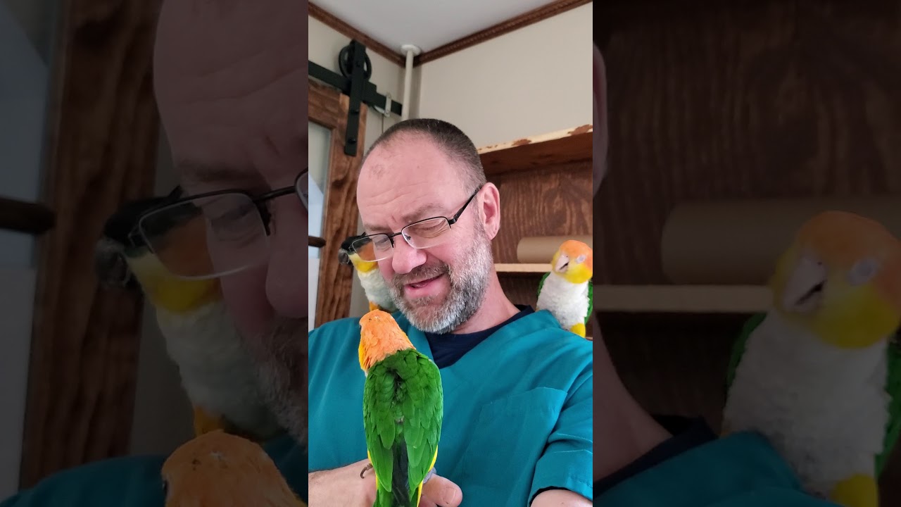 Wednesday in the bird room