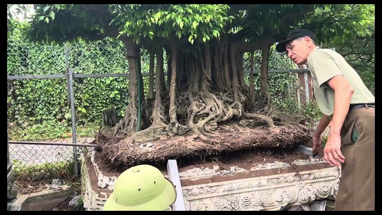 Đập chậu sanh cổ - Hành động khiến ai cũng ngỡ ngàng 🍀#bonsai #câycảnhbonsai #caycanh 