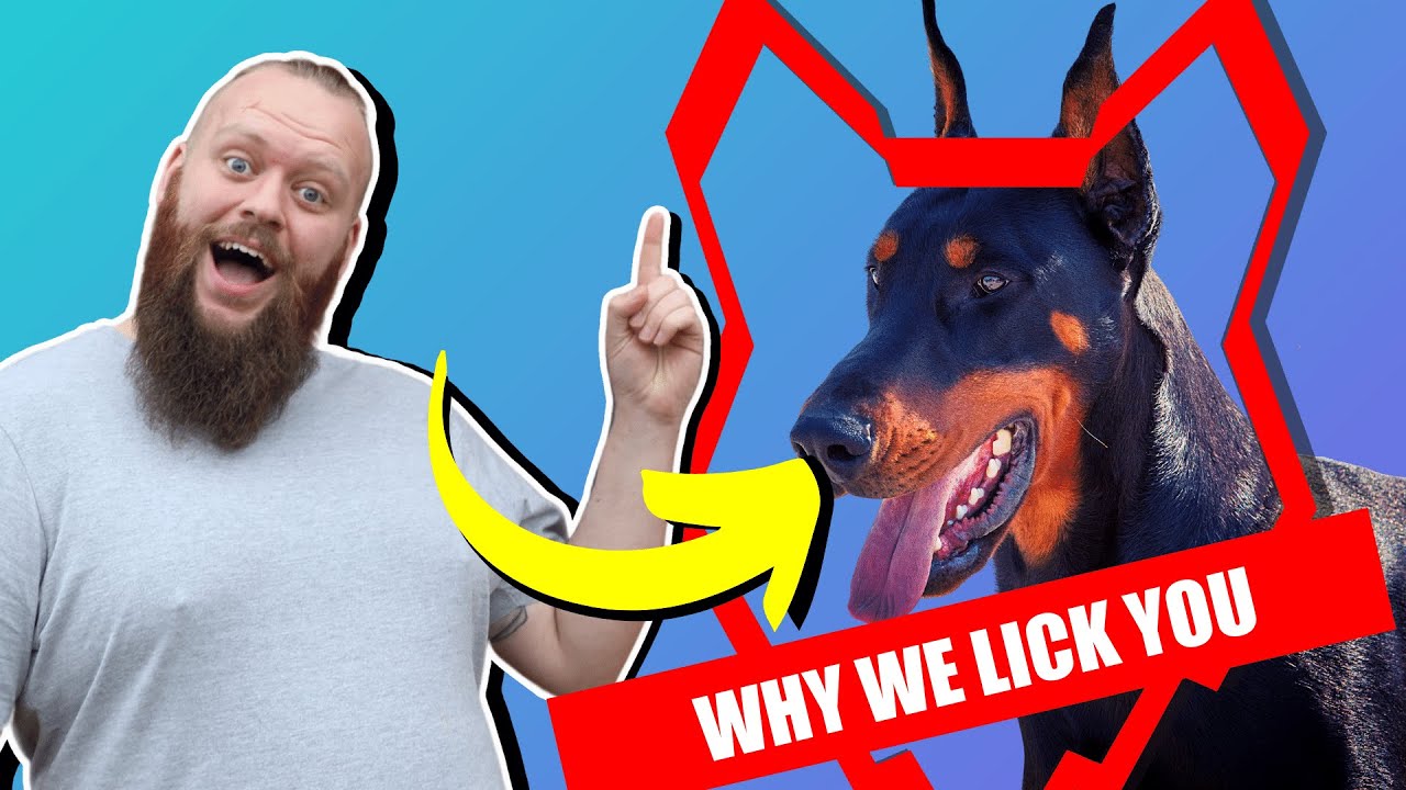Why DOBERMAN LICK You