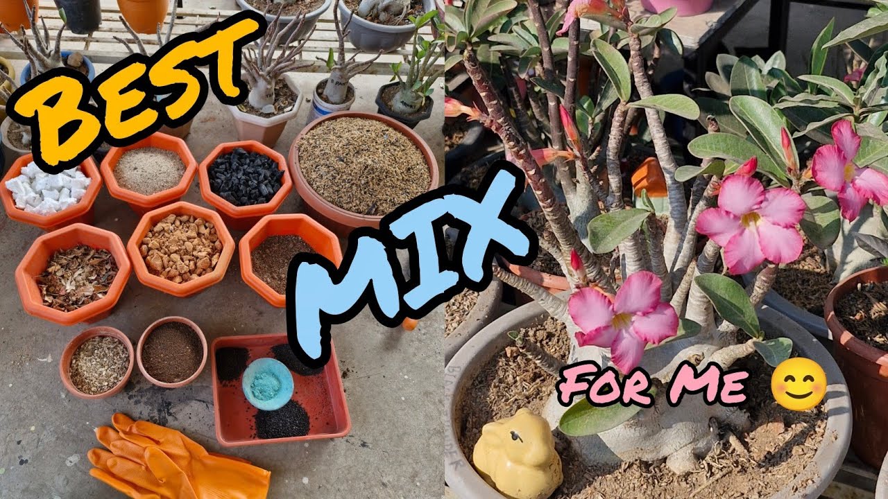 How To Prepare Best Potting Mix For ADENIUM PLANTS?💯Well Drained Soil Mixture For Arebicum & Obesum😊