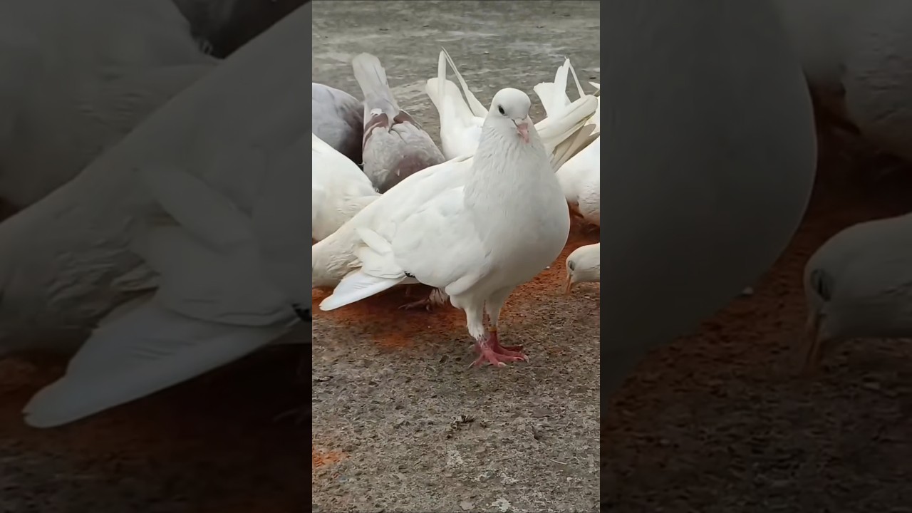 newreel#videoking #gangster#punjabisong #love#song#video #pigeon#kabootarba #musicmashup #kabootar
