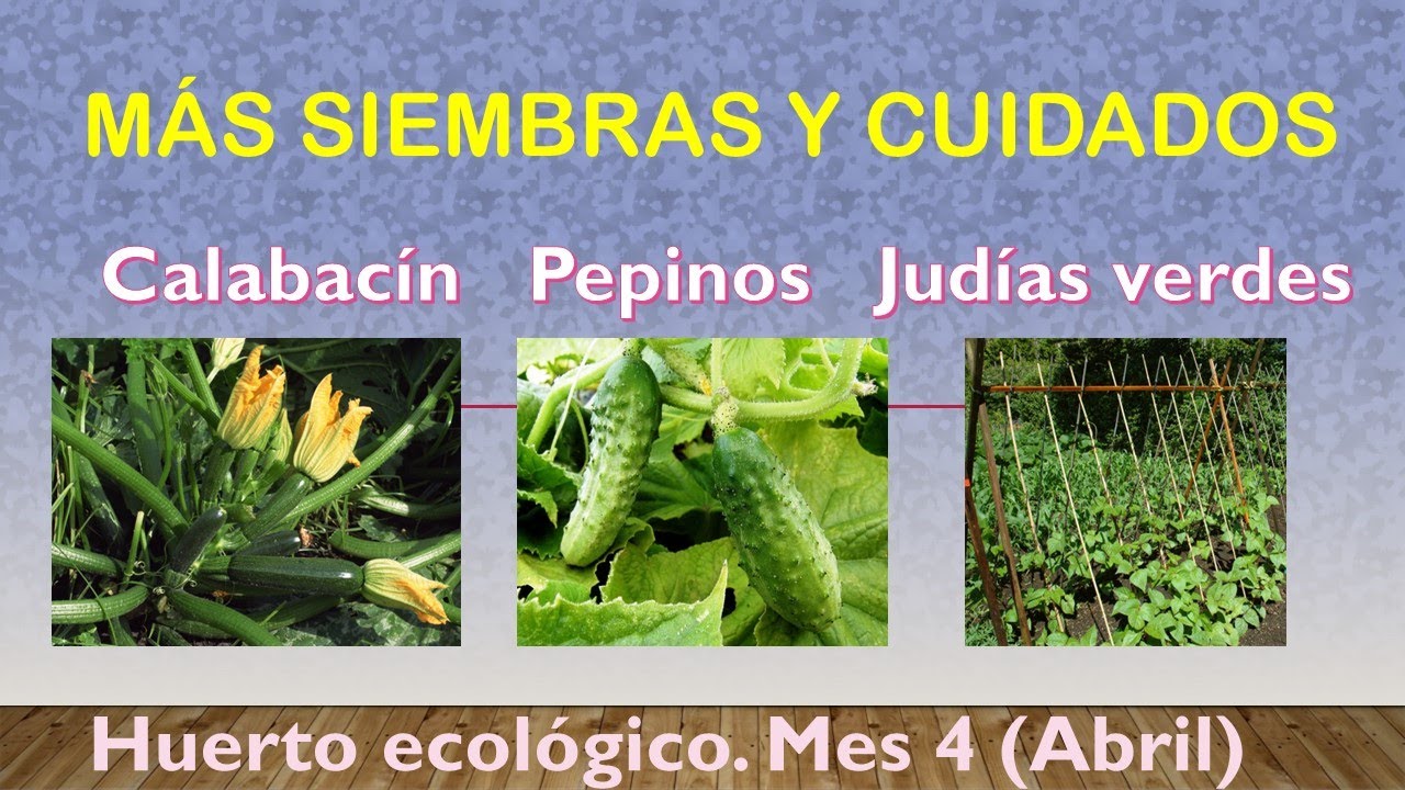 Siembra de calabacines, pepinos y judías verdes. Huerto ecológico