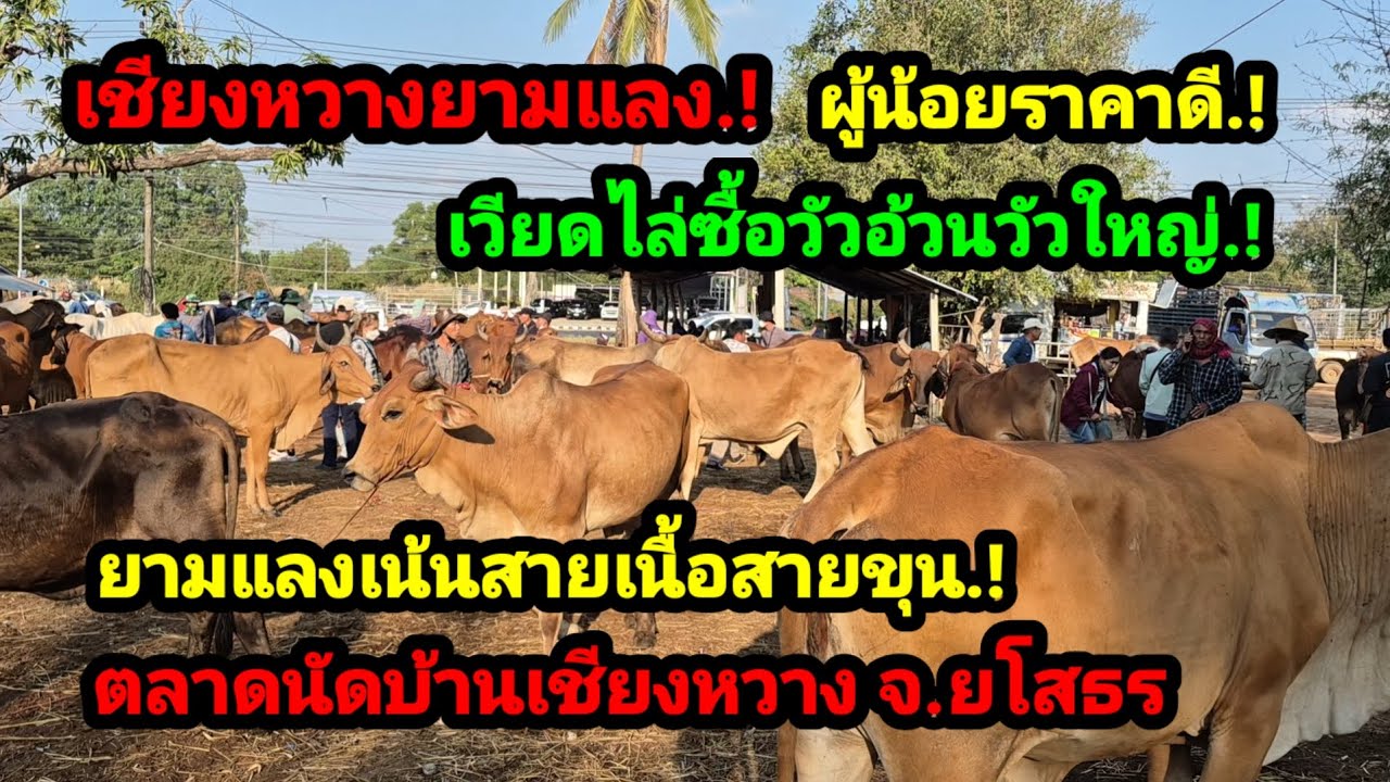 ราคาวัววันนี้ เปิดราคาวัวล่าสุดวันนี้ สำรวจราคาวัวตลาดนัด#เปิดราคาวัวงามน่าซื้อ#ซื้อ ขายวัวน่สเลี้ยง