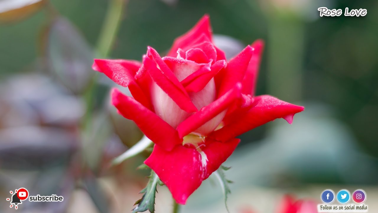 🌹🌹Love rose variety | Love (Grandiflora) Red colour Rose | love rose plant |  Love Rose Grandiflora