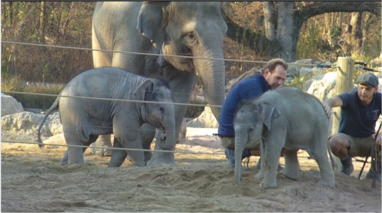 Baby Elephant Girl Lola and Baby Elephant Boy Ludwig in the outdoor enclosure at the Munich Zoo
