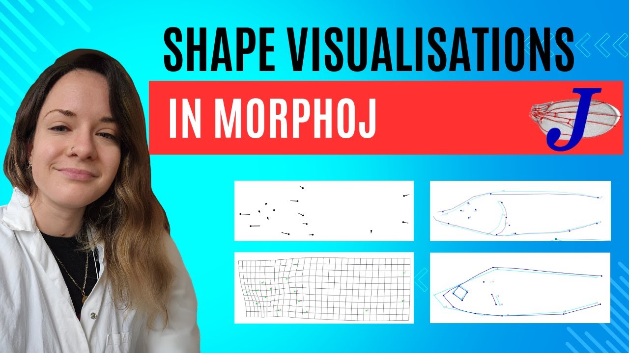 MorphoJ Shape Visualisations: Lollipop Graphs, Wireframes, TPS Grids & Warped Outlines Explained