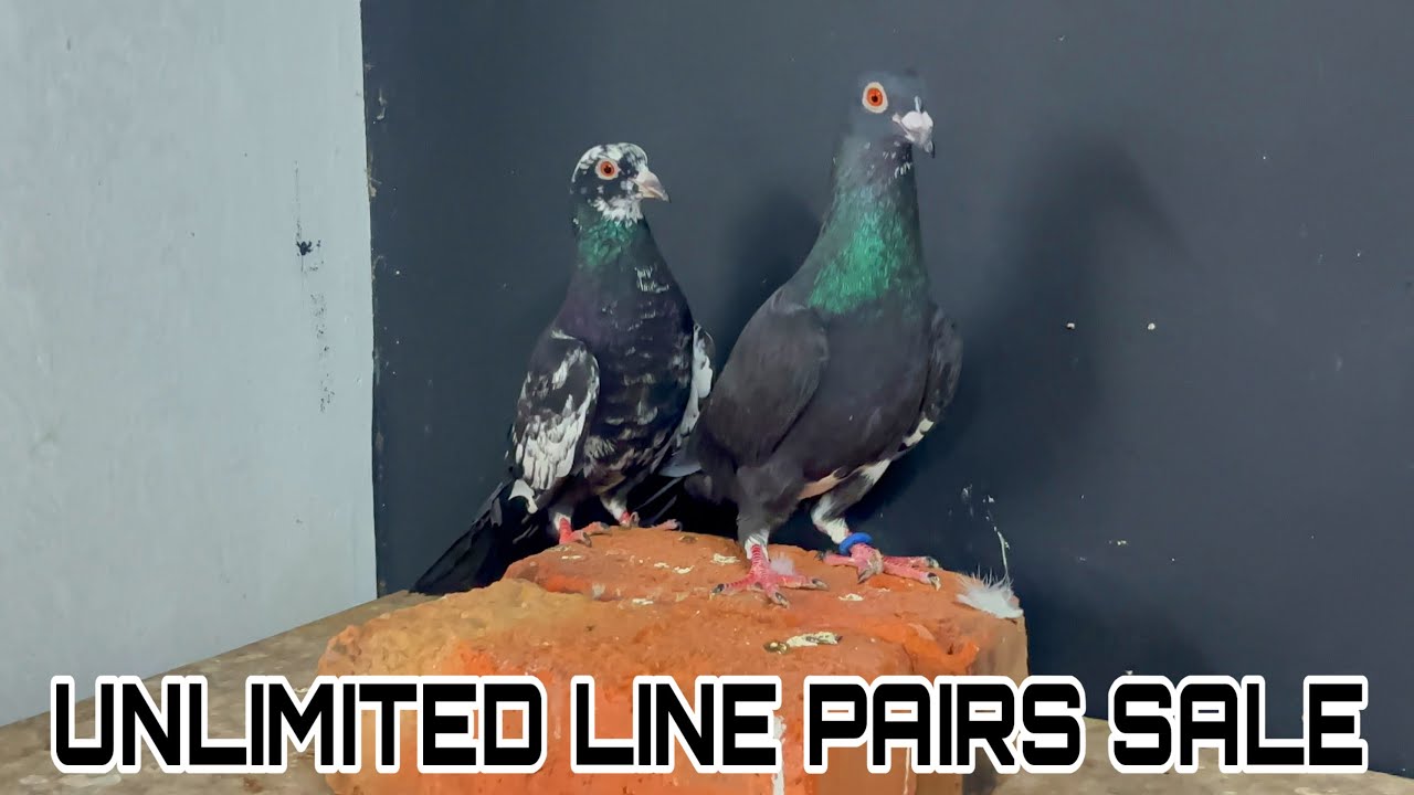 Pakka unlimited pair in low rate | 6374370483 | gaurenty pair sale | #pigeonsale #pigeon 