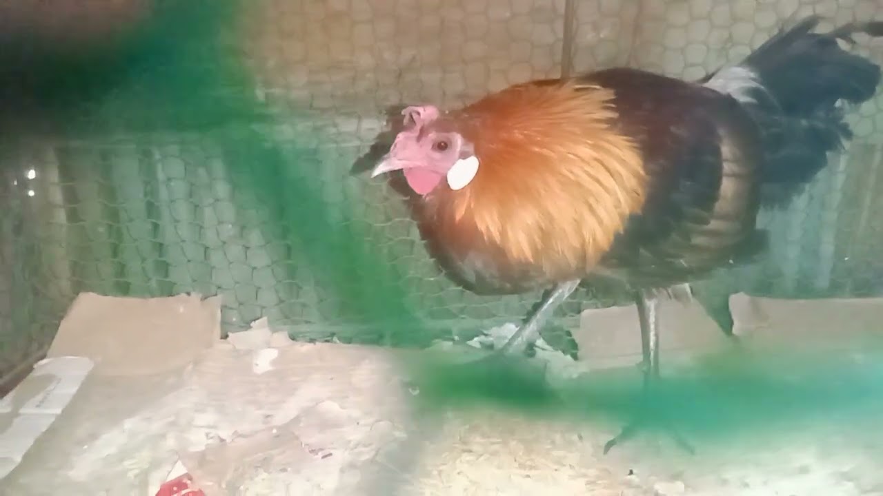 លក់បងៗ 0975581001