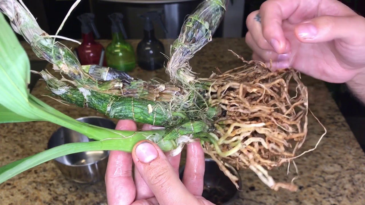 Repotting My New Fredclarkeara After Dark SVO Black Pearl: Semi-Hydroponics