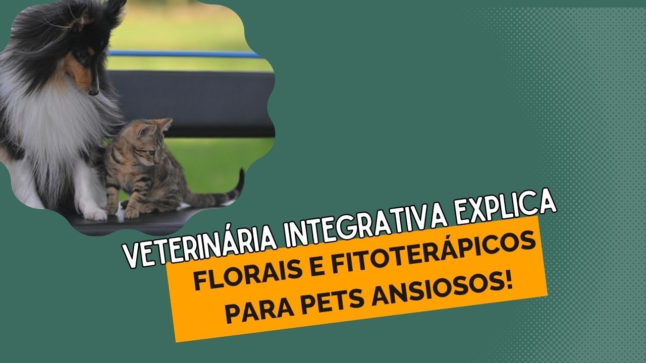 Florais ou fitoterápicos para pet ansioso? Veterinária Integrativa explica.