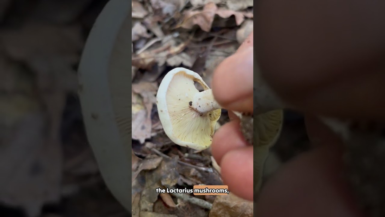 Lactarius subvernalis - The milky marvel of the forest 🍄✨