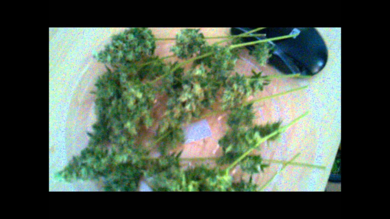 Fruity Chronic Juice Harvest 400W HPS 10 Weeks
