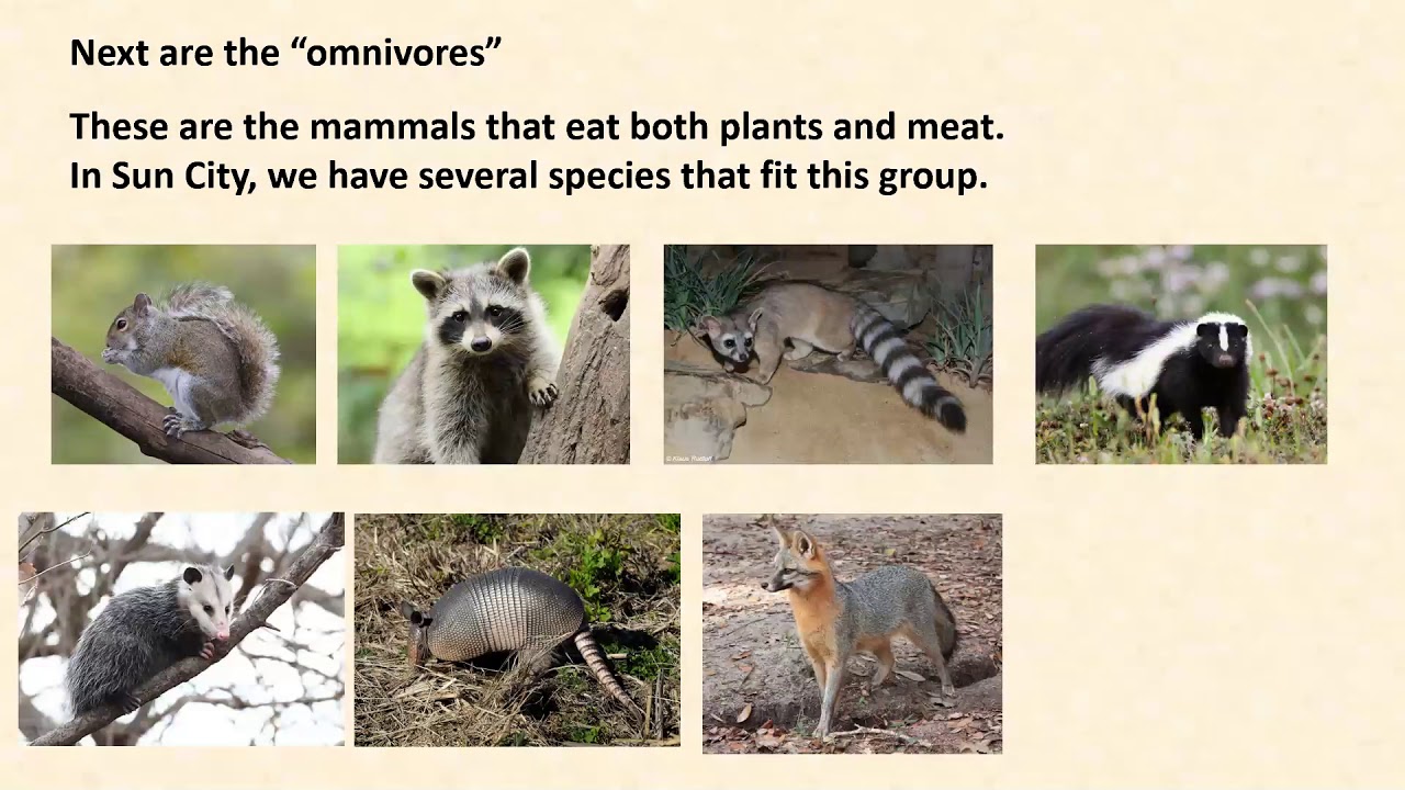 Nature Club:  Mammals in our Midst