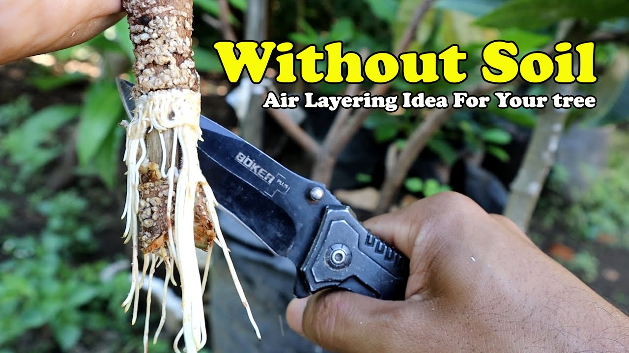Awesome! Air Layering Without Soil Mix The Real Air Layer on Fruit Trees