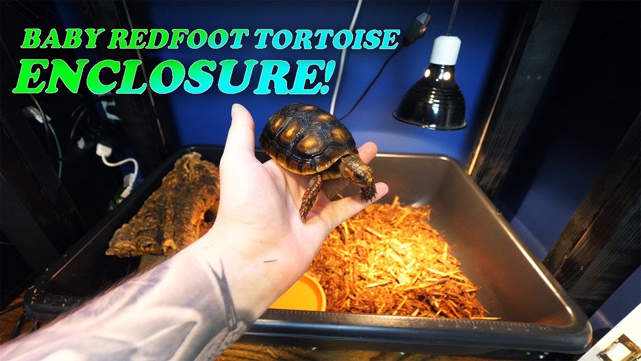 BABY REDFOOT TORTOISE SETUP!