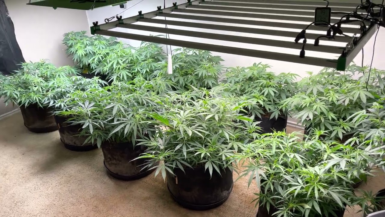 Gorilla glue Girl Scout cookies extreme and Bruce banner from ILGM