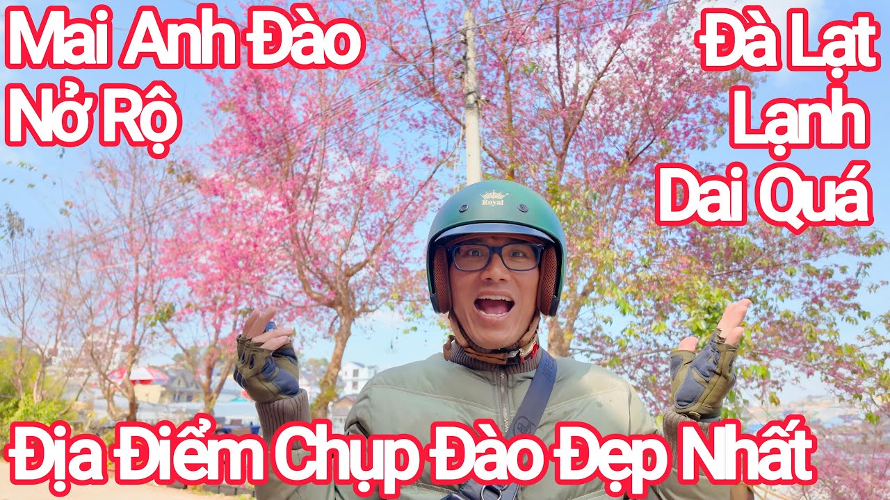 Đà Lạt Mai Anh Đào Nở Rộ Quá Đẹp, Địa Điểm Đẹp Nhất, Lạnh 10°C