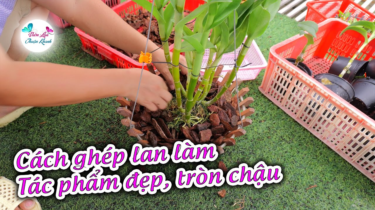 CÁCH GHÉP CHẬU LAN TÁC PHẨM ĐẸP VÀ CÂY CON PHÁT TRIỂN NHIỀU HƯỚNG, LÀM CHẬU TRÒN ĐẸP ĐI THI