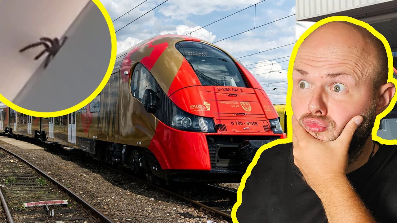 OGROMNY PAJĄK W POCIĄGU POLREGIO - VenoNews #000
