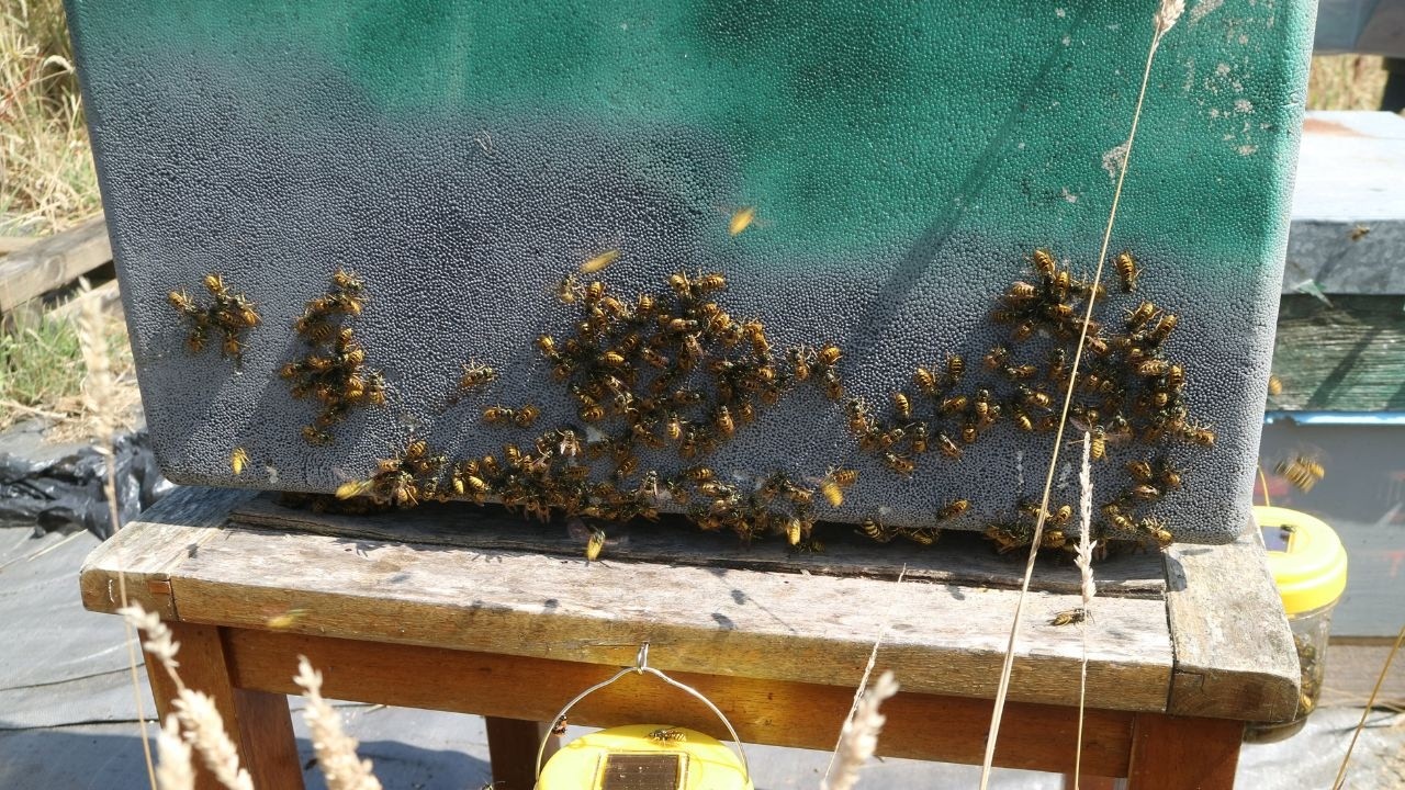 WASPS ATTACK