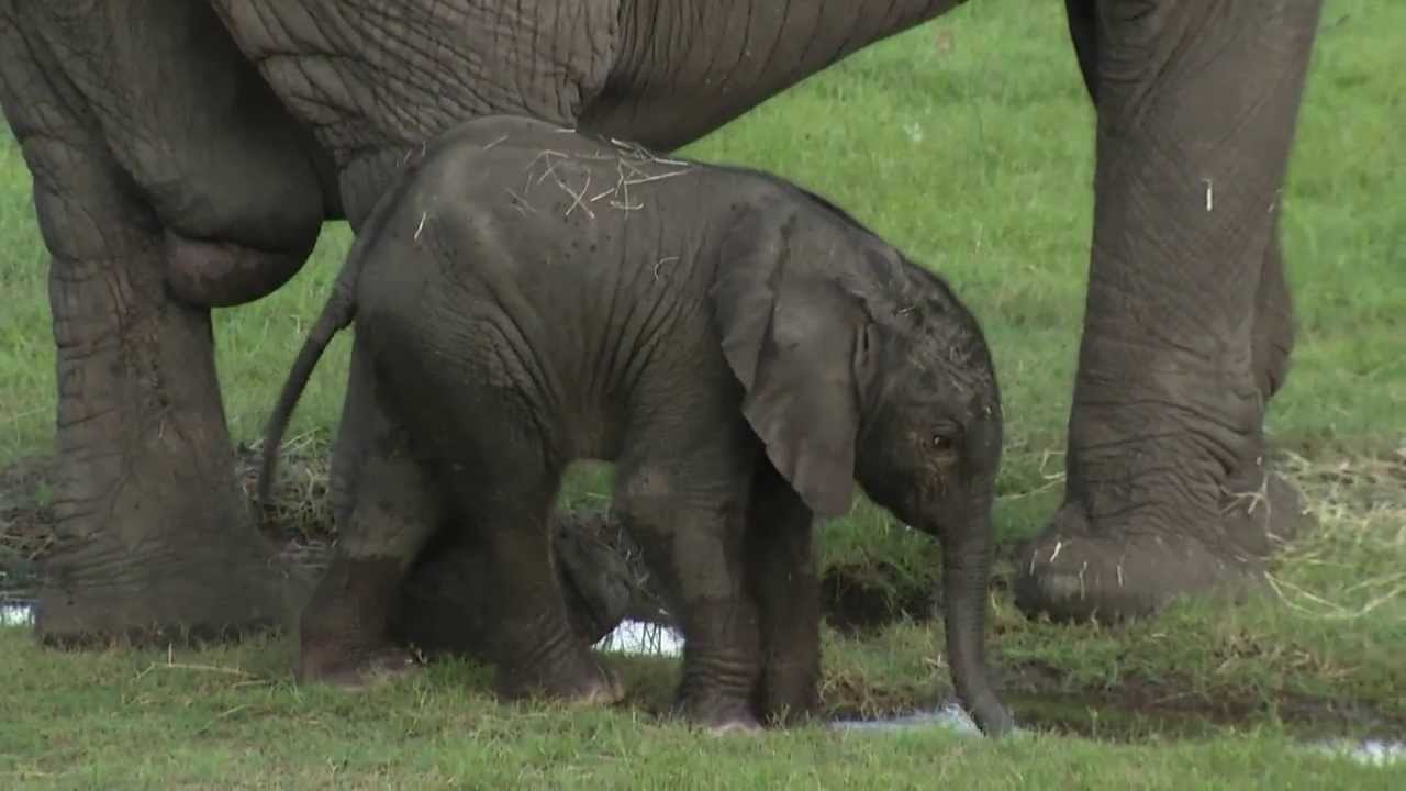 Tampa's Lowry Park Zoo - Baby Elephant Born 7 29 2013