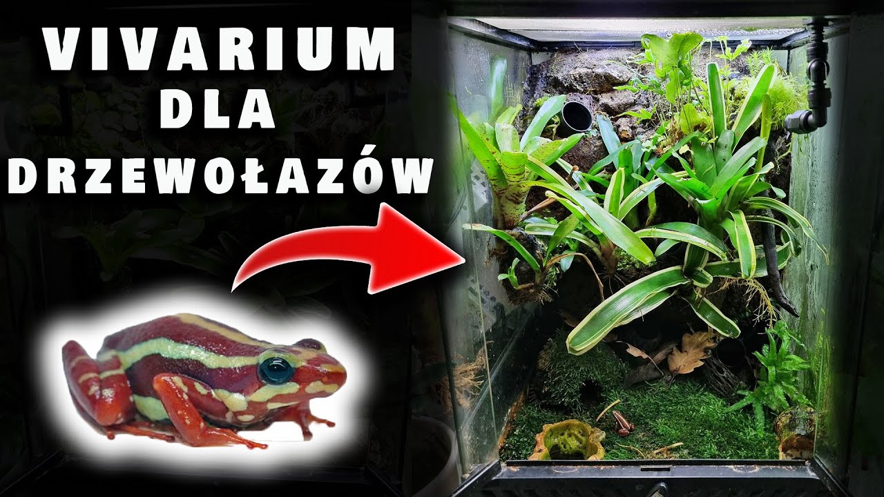 First Poison Frogs and Update of the Small Vivarium | Epipedobates Anthonyi