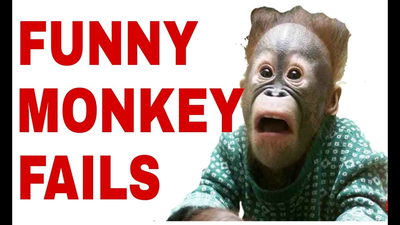 Funny monkey vidoes a funny monkeys compilation 2018