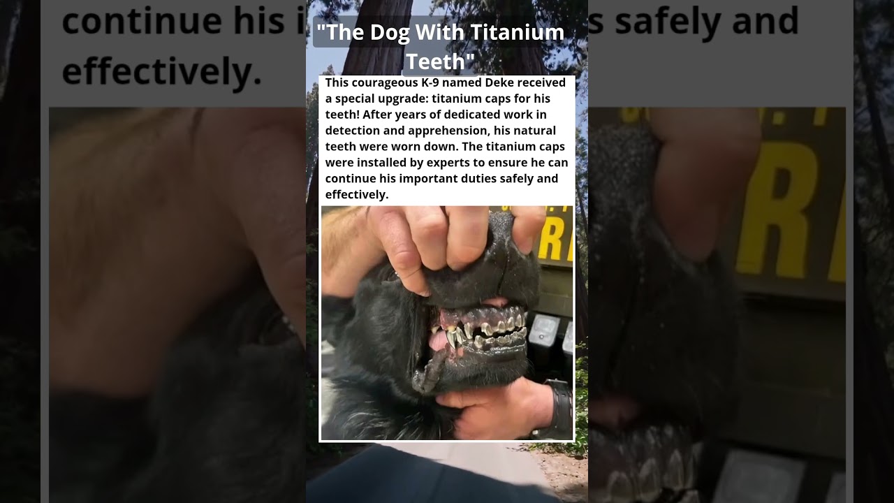 This police dog got an upgrade and became even better. 😎