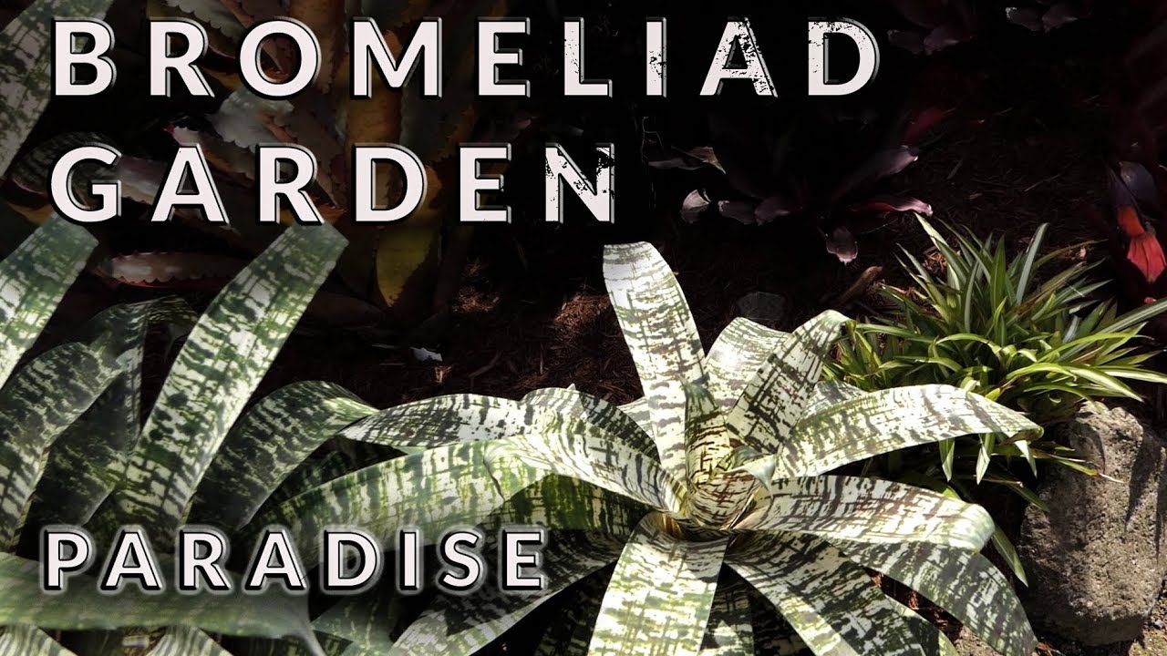 BROMELIAD GARDEN PARADISE