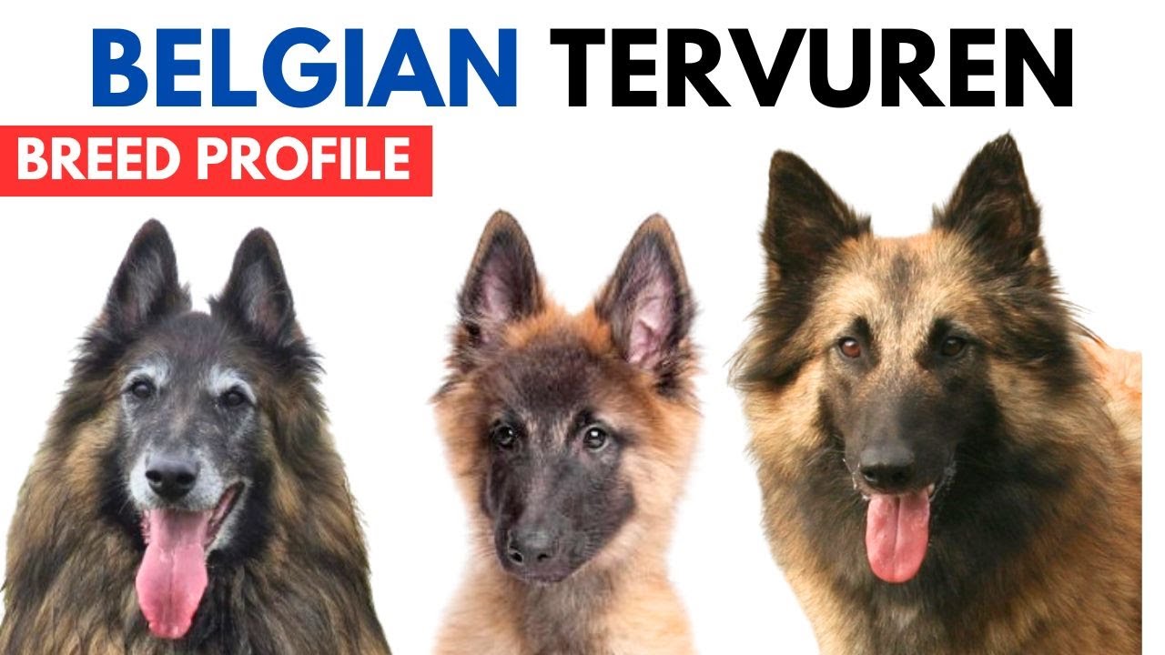 Belgian Tervuren Dog Breed Profile History - Price - Traits - Belgian Tervuren Dog Grooming Needs