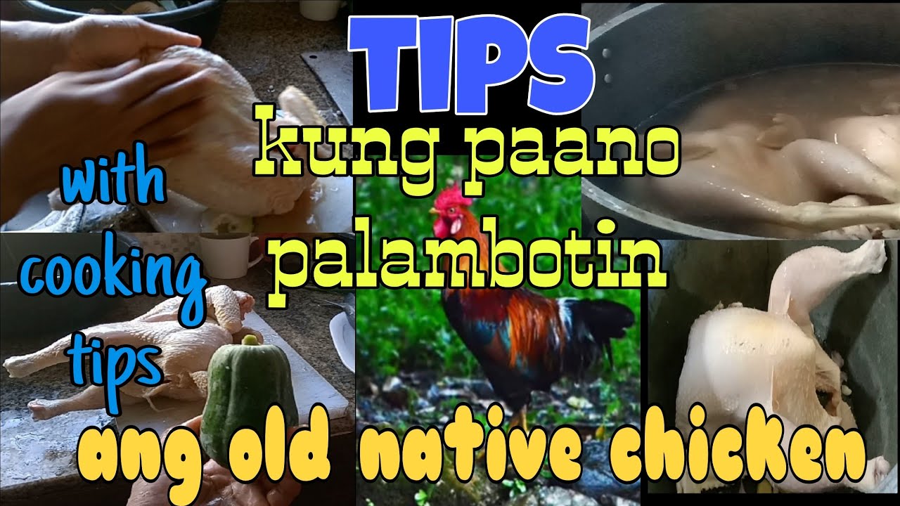 TIPS kung paano palambotin ang native chicken na matanda na.(super effective)