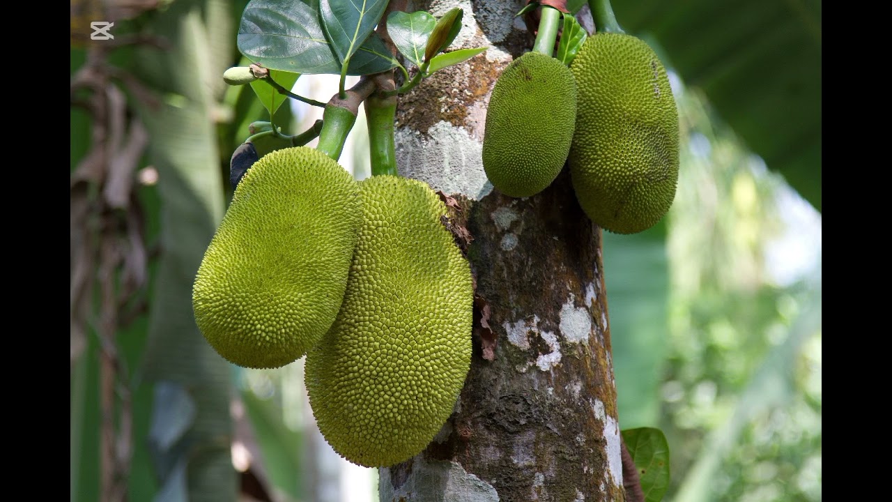 Young Jack Fruits Health Benefits #jackfruit #ayurveda
