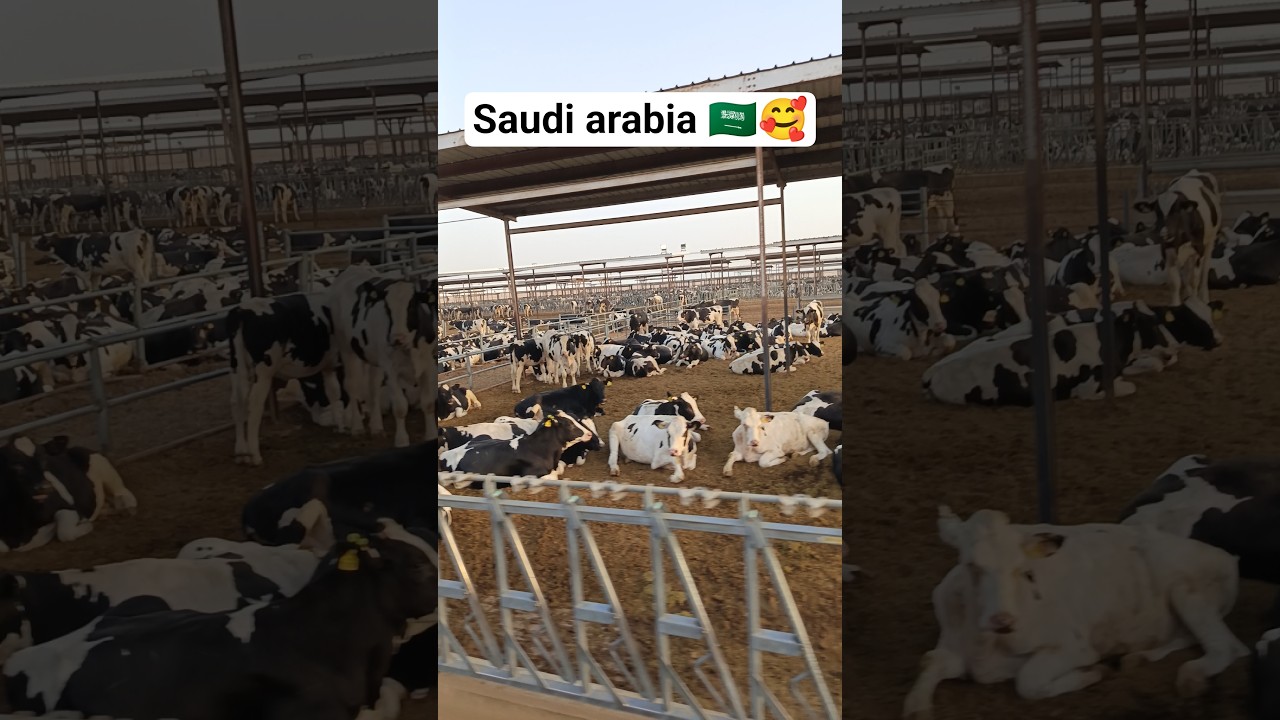 Unbelievable Cow Farm in Saudi Arabia! 🐄🇸🇦