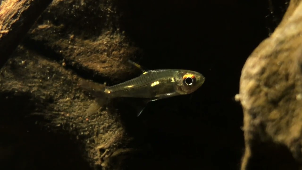 Hemigrammus sp. 
