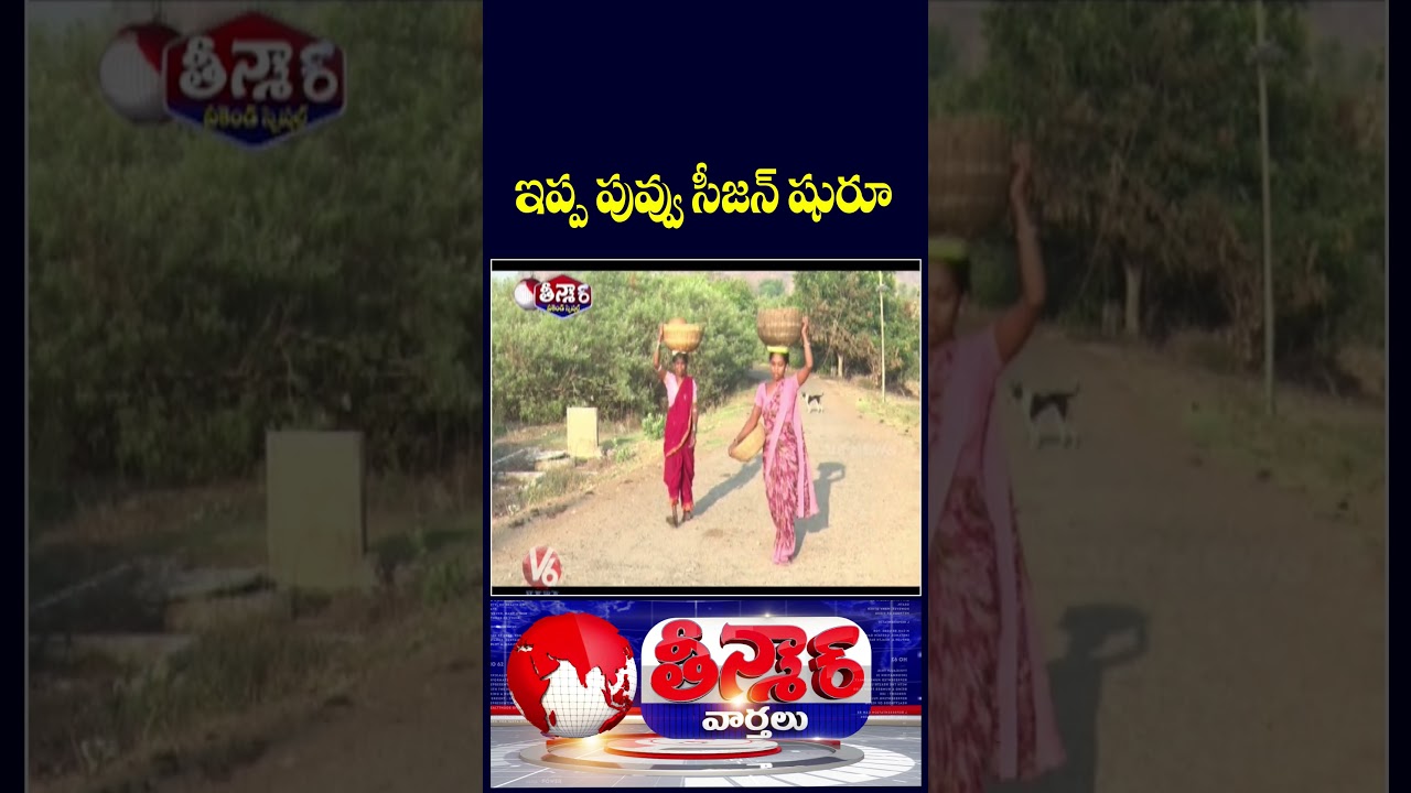 Ippa Puvvu Collection  Adilabad Adivasis Making Livelihood By Selling Ippa Puvvu | V6 Teenmaar
