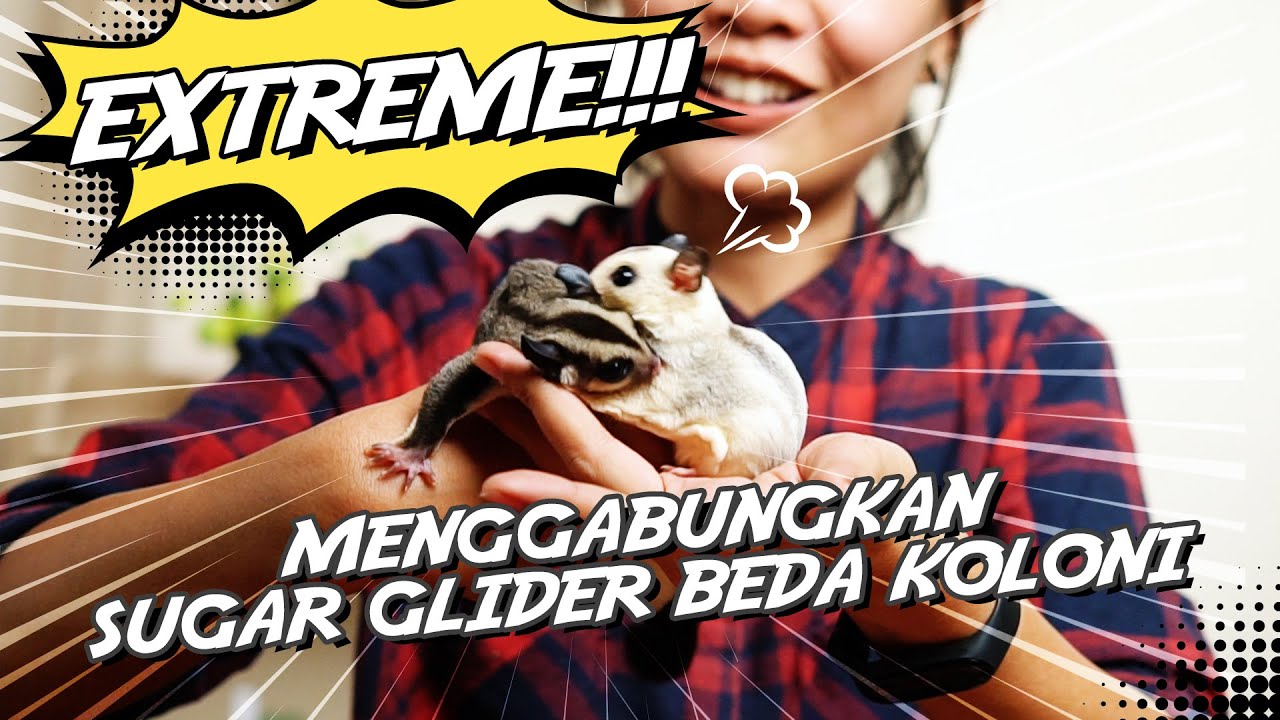 Tips Ekstrim MENGGABUNGKAN SUGAR GLIDER Beda Koloni. Buat Kamu yang Pemberani!
