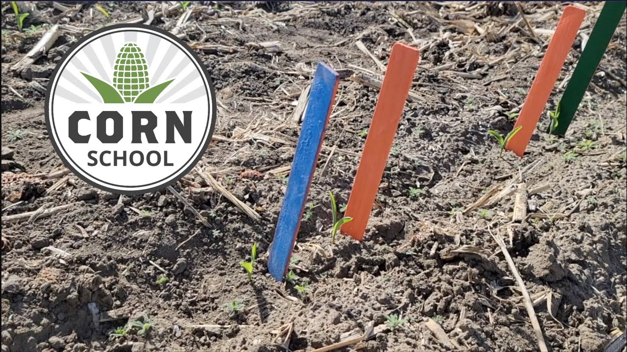 Corn School: Learning from an emergence flag test trial